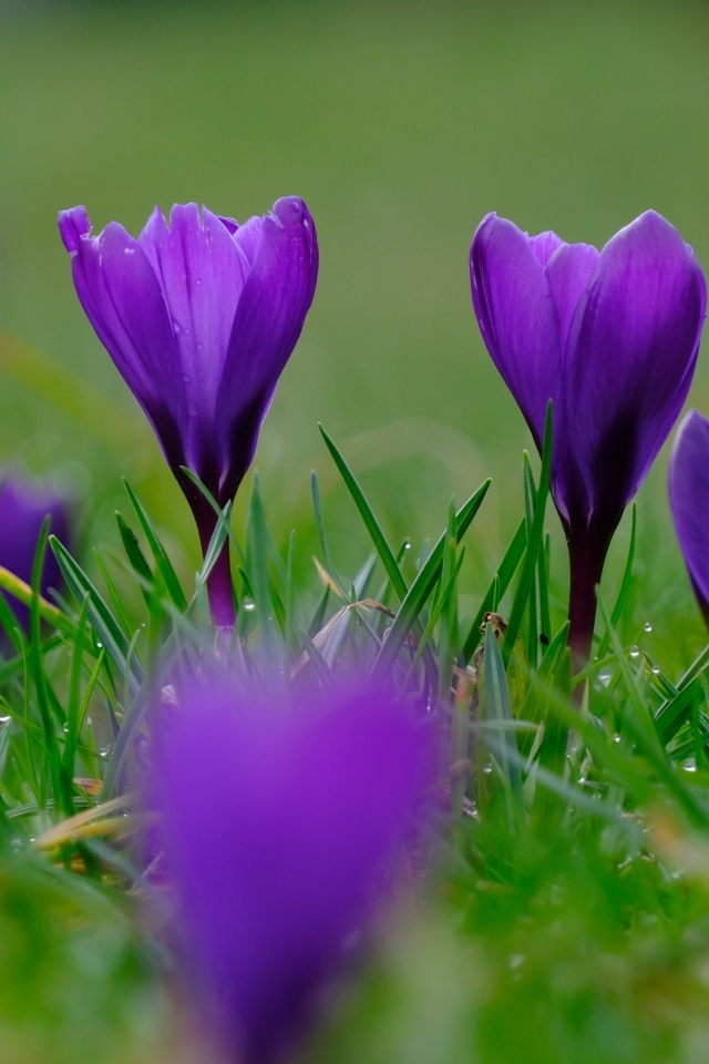 Фиолетовые крокусы на мокрой зеленой траве
