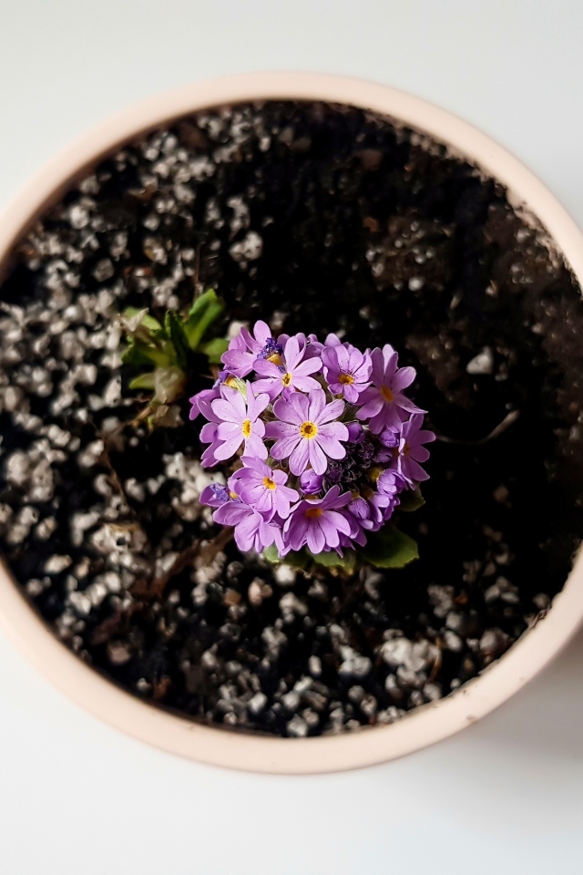 Фиолетовый цветок в горшке на сером фоне