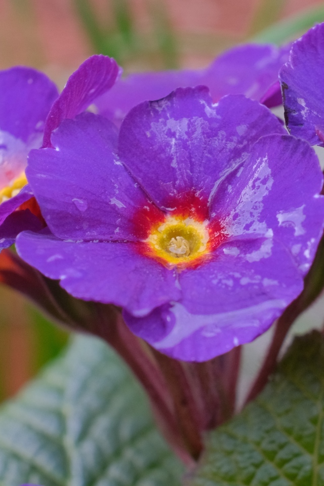 Фиолетовый комнатный цветок примула