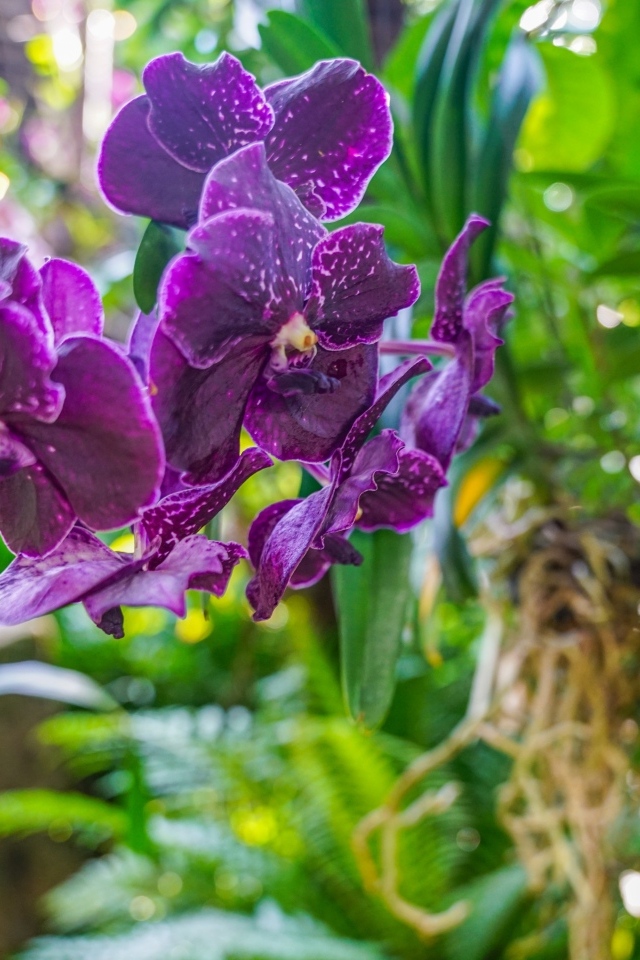 Фиолетовые цветы орхидеи в оранжереи