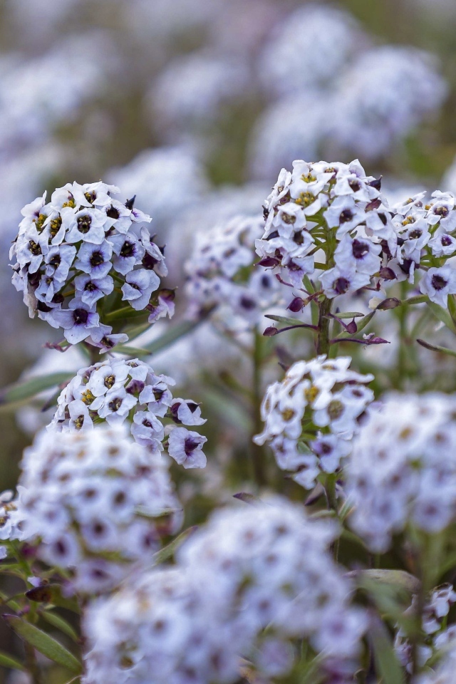 Фиолетовые цветы флокса на клумбе