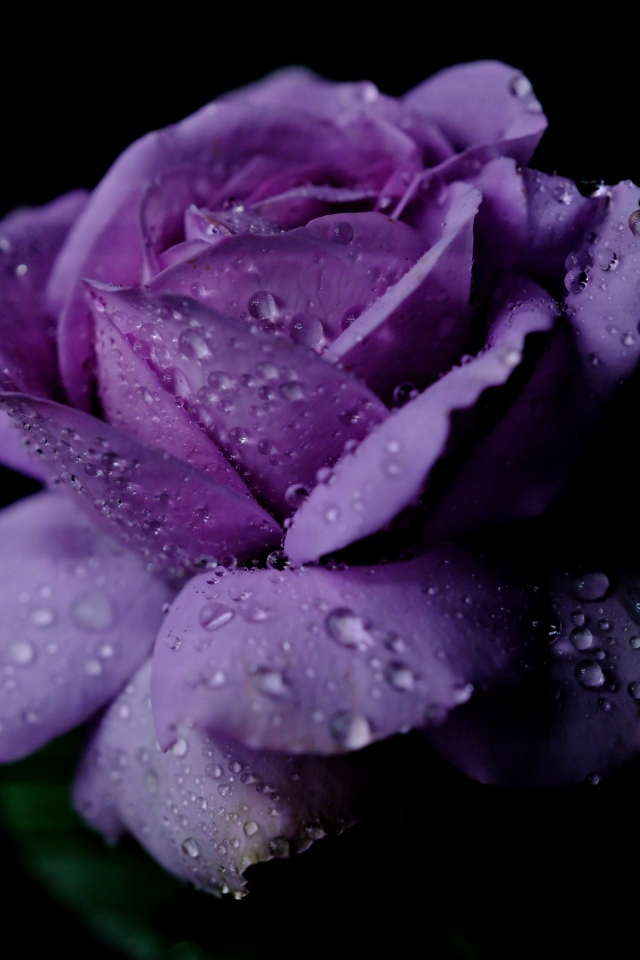 Фиолетовый цветок розы в каплях дождя