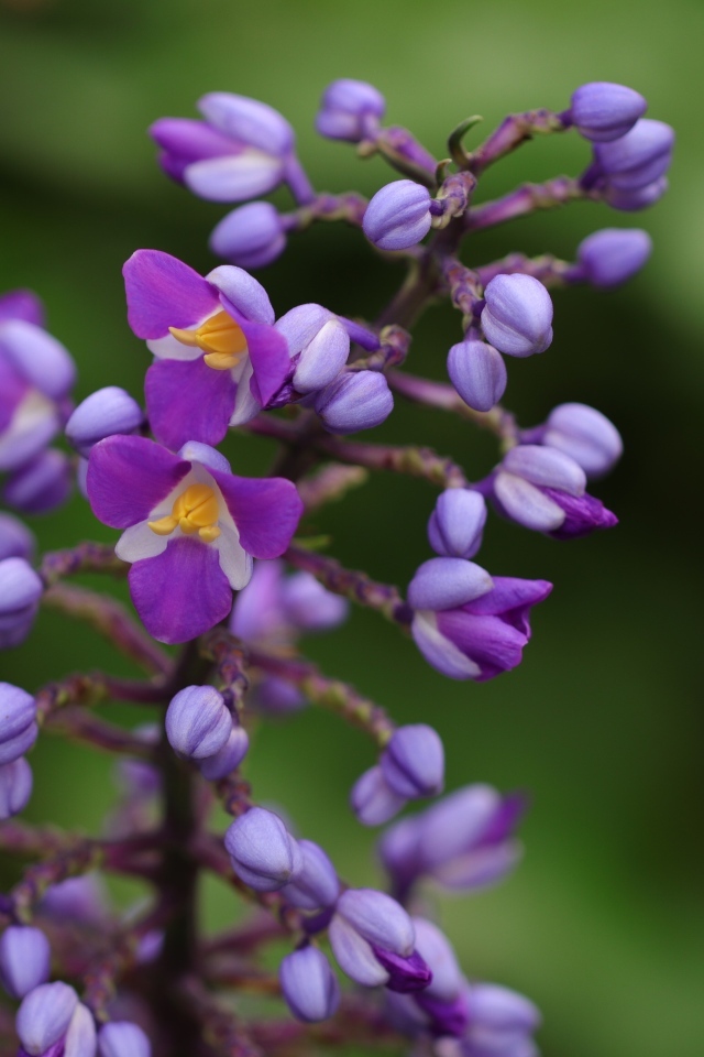 Фиолетовые маленькие цветы орхидеи крупным планом