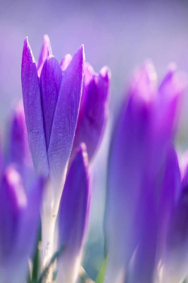 Фиолетовые весенние крокусы на клумбе