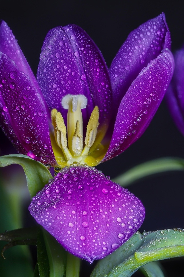 Фиолетовые тюльпаны в каплях воды