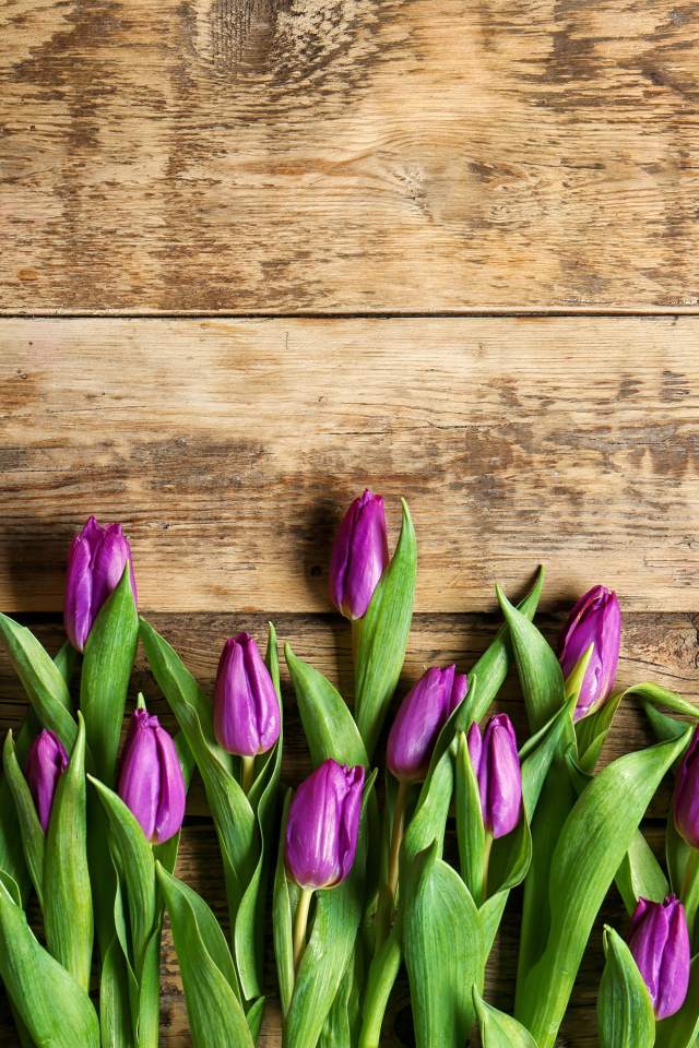 Фиолетовые тюльпаны на деревянном фоне