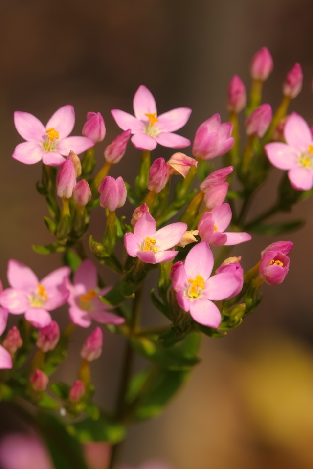 Настоящий розовый цветок к бутонами
