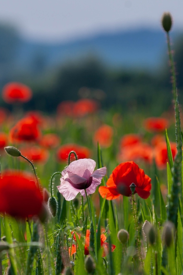 Красные и розовые полевые маки с зелеными колосками