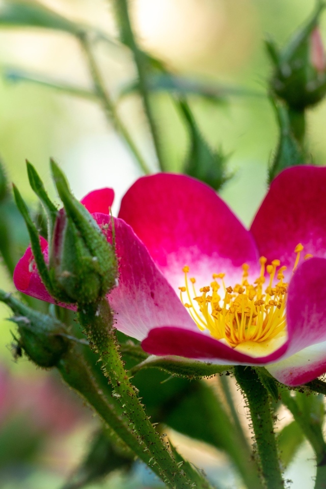 Красная бордюрная роза с бутонами