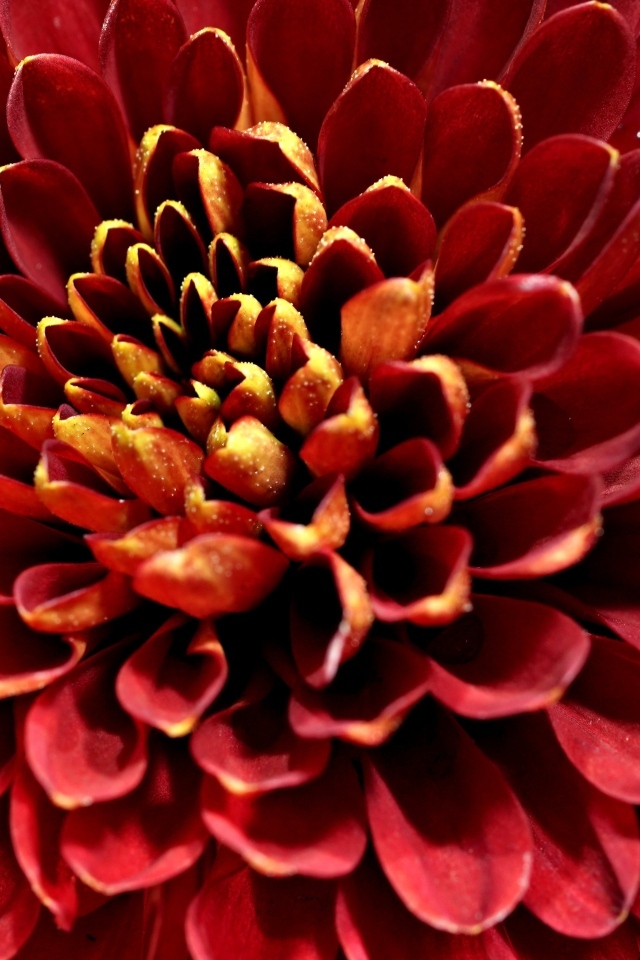 Красный цветок хризантемы вблизи