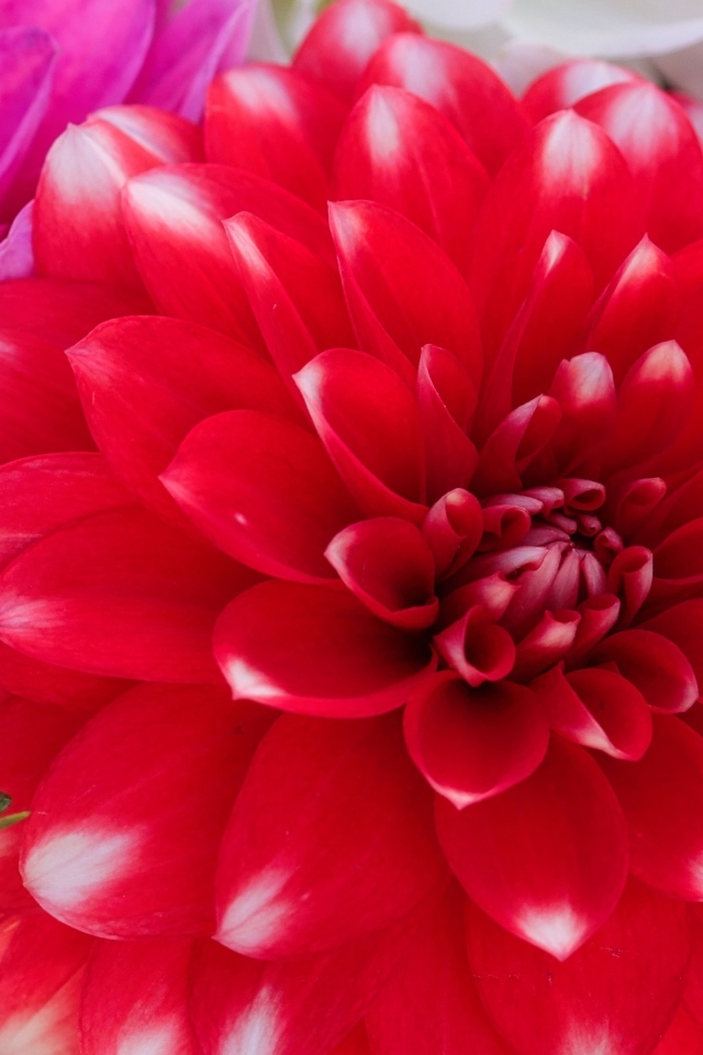 Красный цветок георгина с бутоном крупным планом