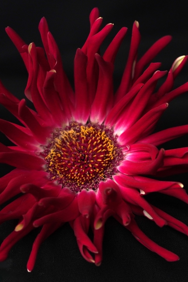 Красный цветок георгина с острыми лепестками на черном фоне