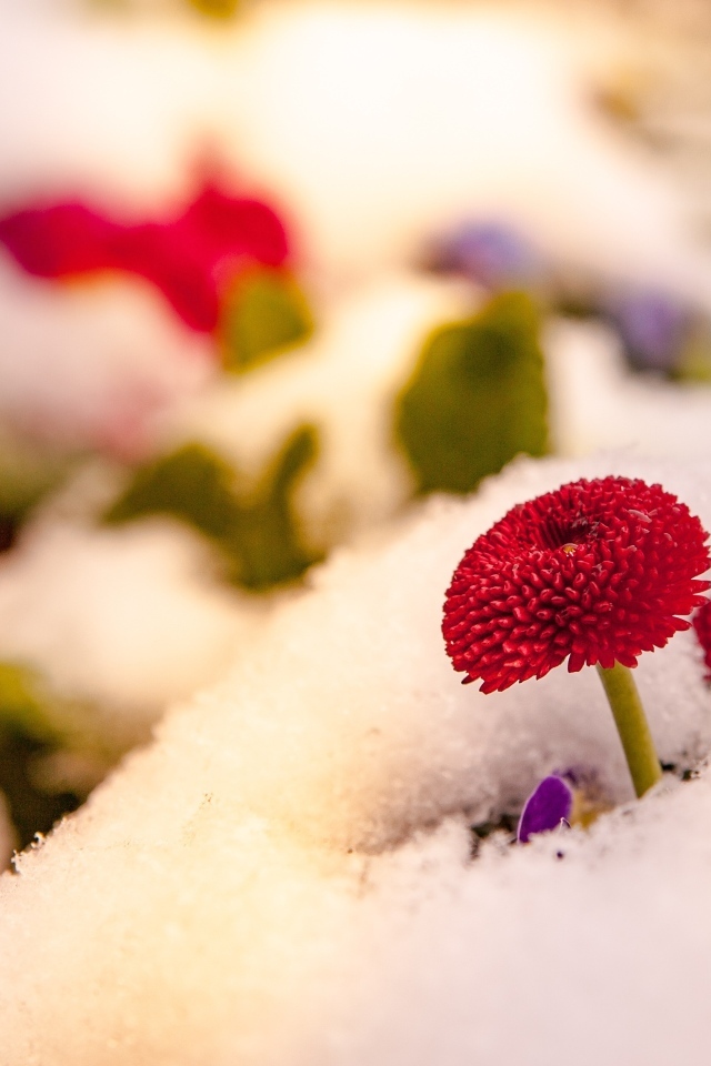 Красный цветок маргаритки под снегом