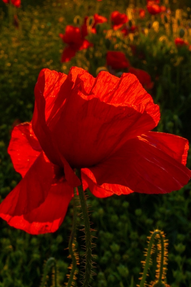 Красный полевой мак с хрупкими лепестками в лучах солнца