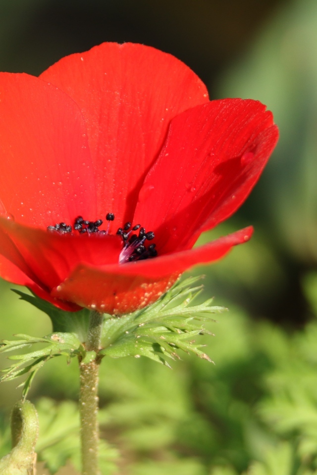 Красный садовый мак с черной серединкой