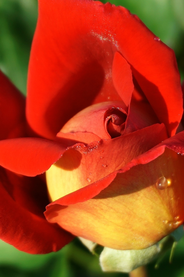 Красный цветок садовой розы крупным планом