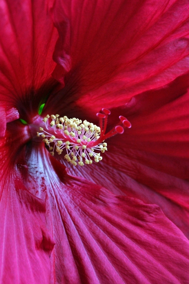 Красный гибискус крупным планом на зеленом фоне