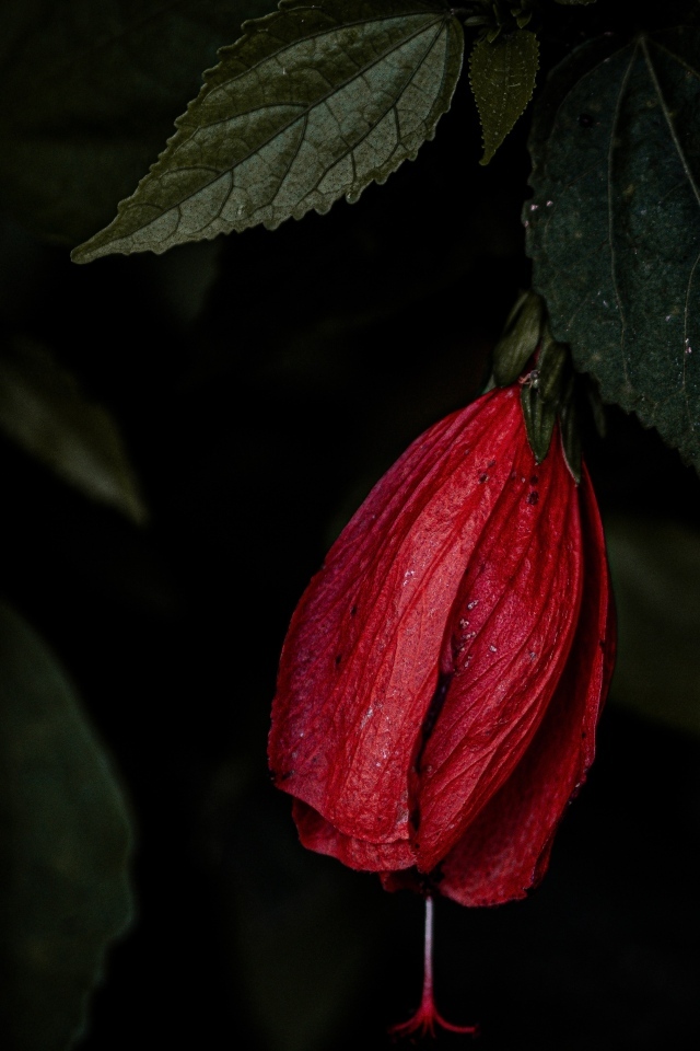 Красный цветок гибискуса в зеленых листьях