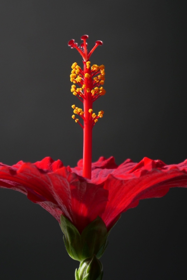 Красный гибискус на сером фоне