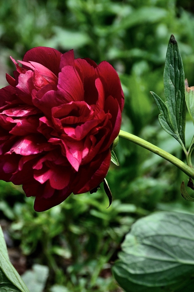 Красный пион с зелеными листьями на клумбе