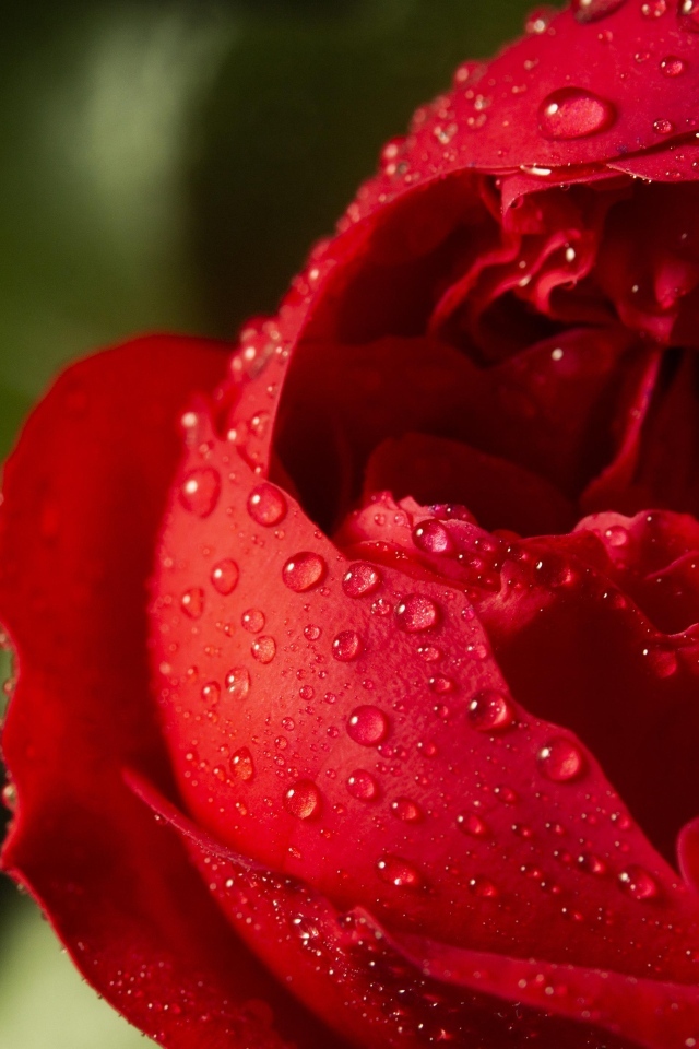Красный цветок розы в каплях росы крупным планом
