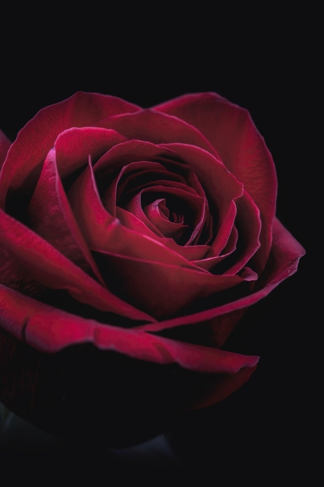 Цветок красной розы на черном фоне