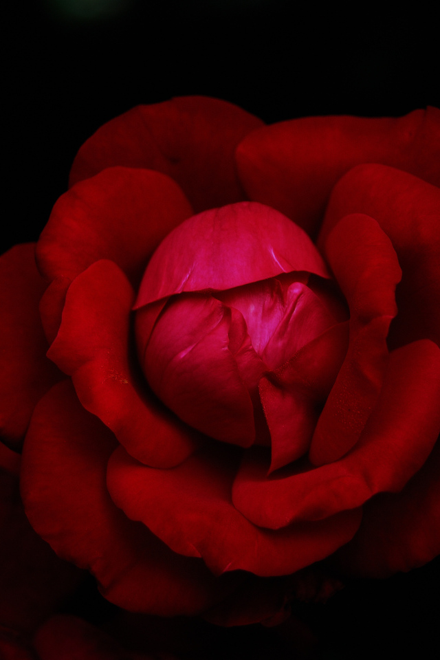 Красная роза в темноте черного фона