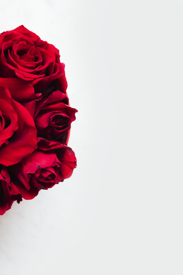 Красные розы в бантом из ленты на белом фоне