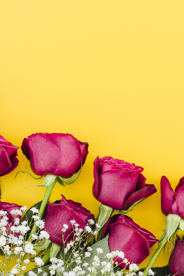 Красные розы с белыми цветами гипсофилы на желтом фоне