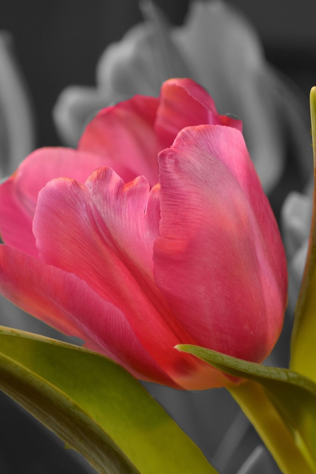 Красный тюльпан крупным планом на черно-белом фоне