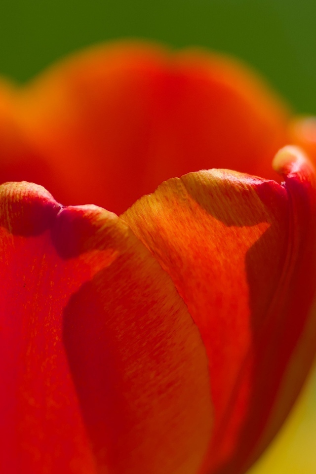 Красные лепестки тюльпана в макро съемке