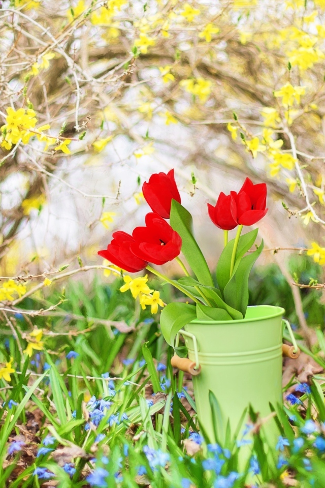 Красные тюльпаны в ведре в саду