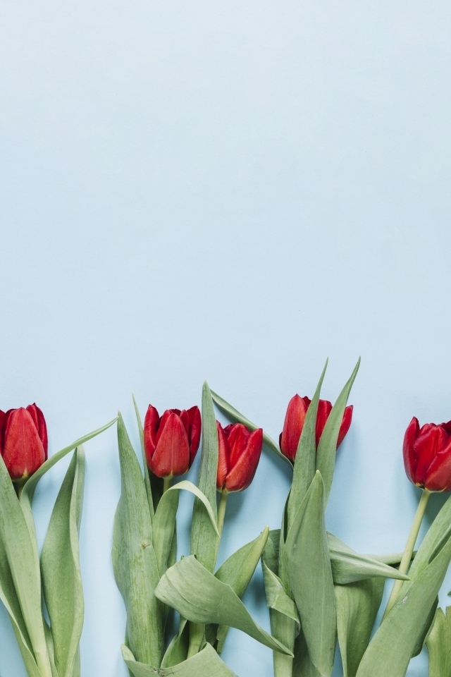 Красные тюльпаны разложены на голубом фоне