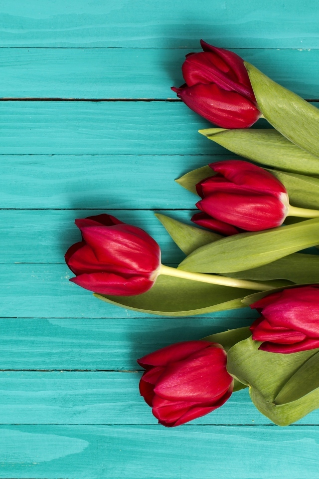 Красные тюльпаны на голубом деревянном фоне