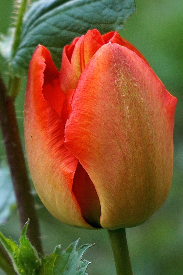 Красный нераспустившийся тюльпан крупным планом