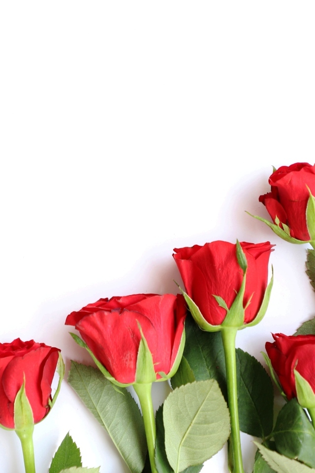 Романтические красные розы на белом фоне