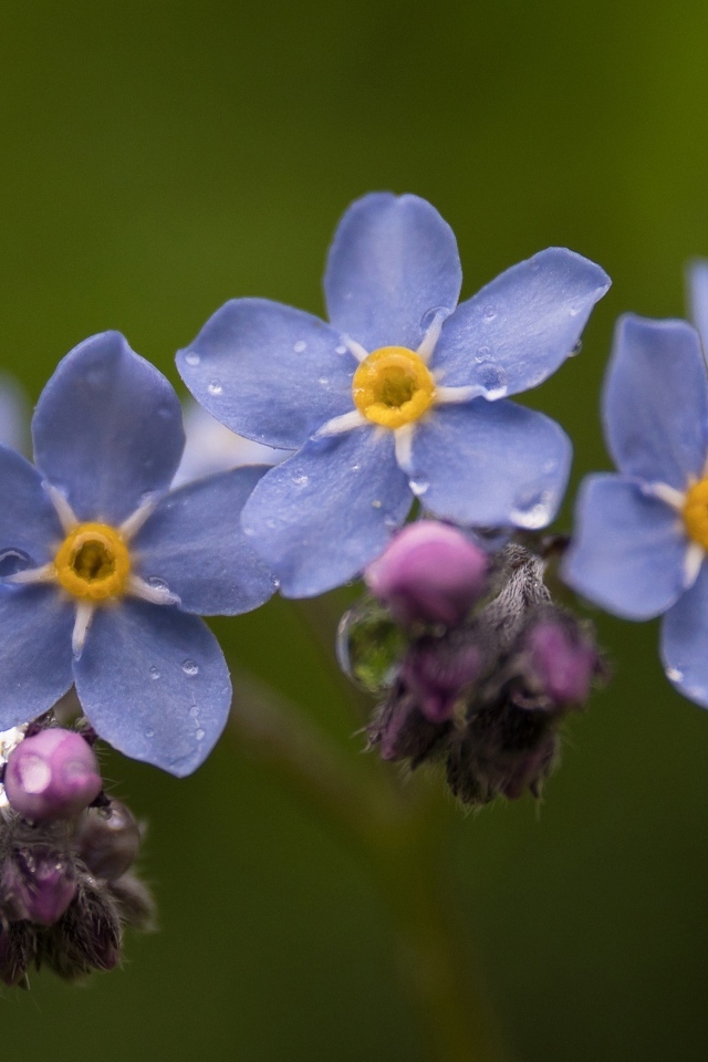 Мелкие синие цветы незабудка крупным планом