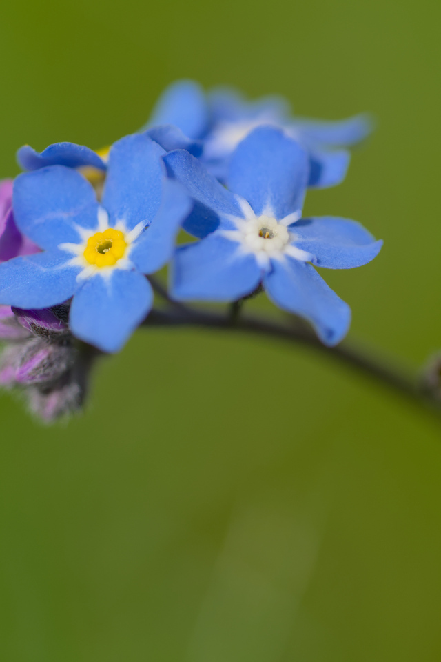 Маленький цветок незабудка на зеленом фоне