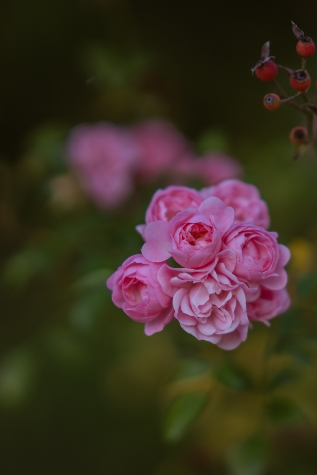 Мелкие розовые кустовые розы