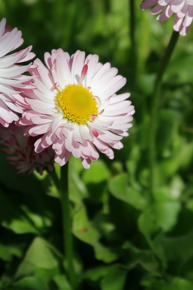 Маленькие розовые маргаритки крупным планом