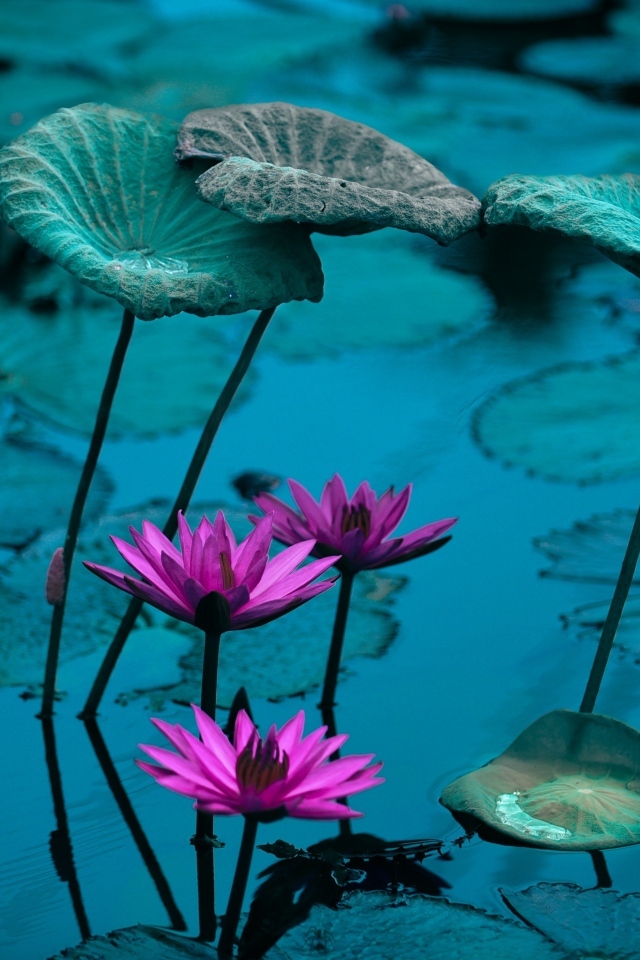 Маленькие розовые цветы лилии в воде с листьями