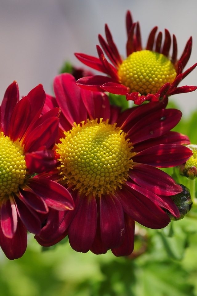 Маленькие красные цветы хризантемы