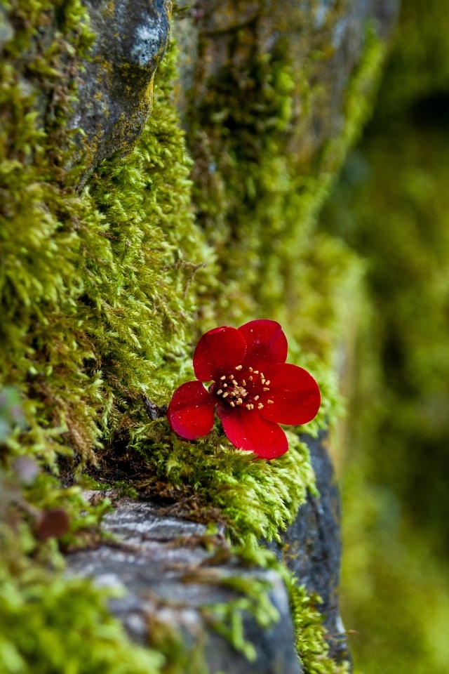 Маленький красный цветок на покрытой мхом поверхности 