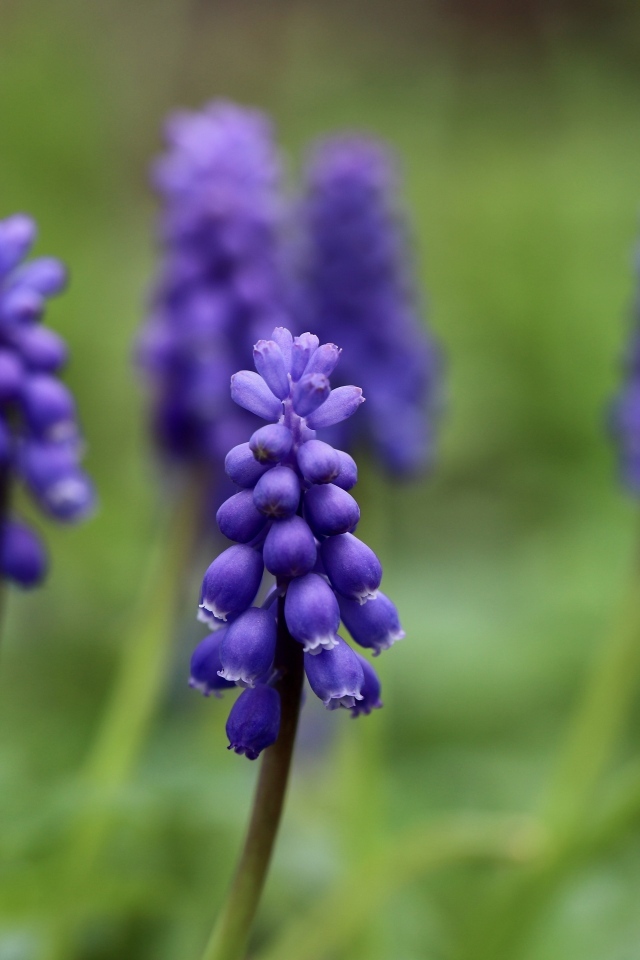 Маленькие весенние цветы мускари на зеленом фоне