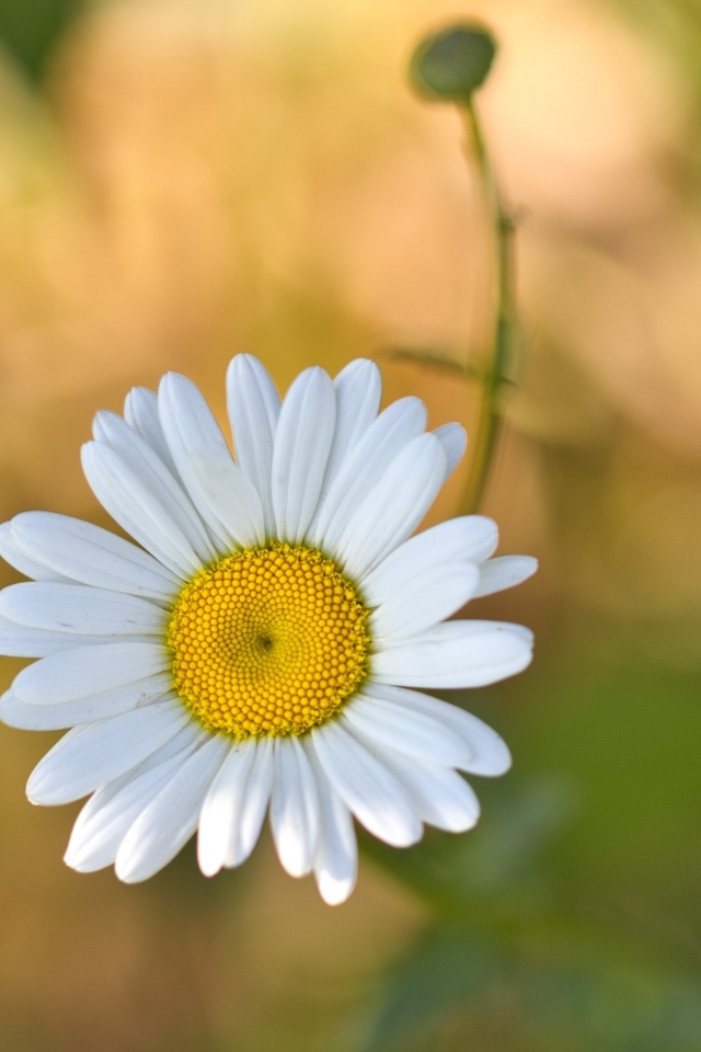 Маленькая полевая белая ромашка с бутоном