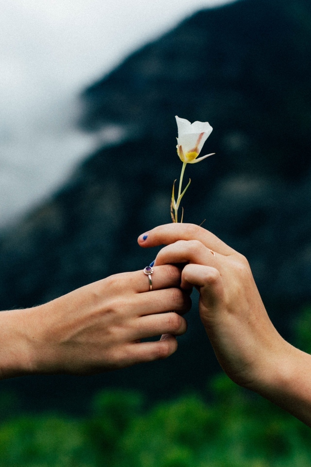 Маленький белый цветок в руках