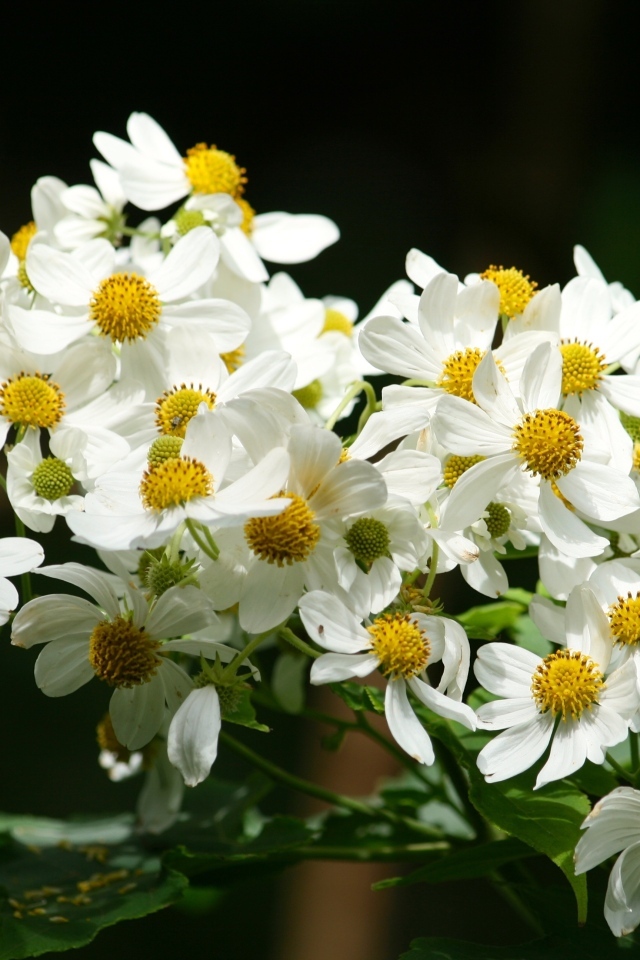 Мелкие белые цветы крупным планом