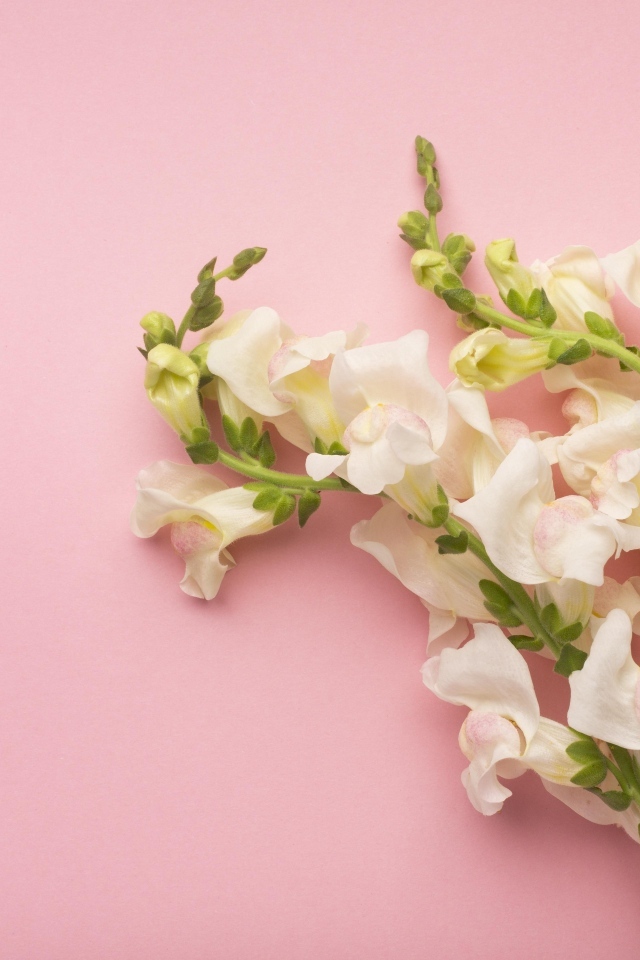 Цветы львиный зев на розовом фоне