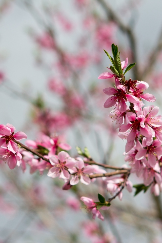 Весенние цветы персика на ветках