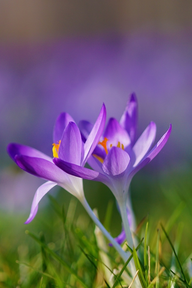 Весенние фиолетовые маленькие первоцветы крокусы